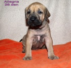 Brzilsk� fila - �t��ata s PP na prodej