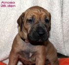 Brzilsk� fila - �t��ata s PP na prodej