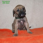 Brzilsk� fila - �t��ata s PP na prodej