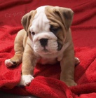 Anglick� buldok, English Bulldog, buldog