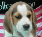 �t�n� beagle