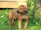 Rhodesk� ridgeback s PP