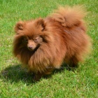 n�meck� �pic trpasli��