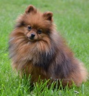 n�meck� �pic trpasli��