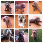 Slovensk� hrubosrst� stava�