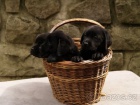 Labradorsk� retr�vr-hn�d� a �ern� �t�n�tka s PP