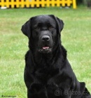 Labradorsk� retr�vr-hn�d� a �ern� �t�n�tka s PP