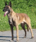 Belgick� ov��k malinois
