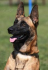 Belgick� ov��k malinois