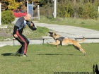 Belgick� ov��k malinois