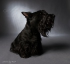 Pes Skotsk�ho teri�ra ke kryt�!!!