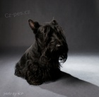 Pes Skotsk�ho teri�ra ke kryt�!!!