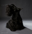 Pes Skotsk�ho teri�ra ke kryt�!!!