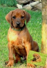Rhodesk� ridgeback s PP