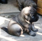 �arplaninec �t���tka s PP