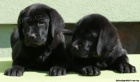 Labrador retriever s PP �ern� ..pejsci