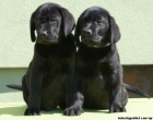 Labrador retriever s PP �ern� ..pejsci
