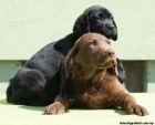 Labrador retriever s PP �ern� ..pejsci