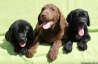 Labrador retriever s PP �ern� ..pejsci