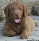 Chesapeake bay retriver s PP(hn�d� podobn� LR)