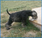 Kn�ra� mal� pep� a s�l s PP