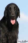 Nab�dka kryt�-Flat coated retriever s PP, Corry ze Strun