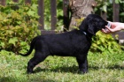 �t���tko flat coated retrievere - posledn� pejsek s PP, k odb�ru nyn�