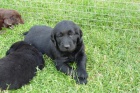 �t��ata Flat coated retriever