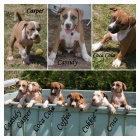 �t���tka AST