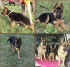 N�meck� ov��k - pejsek na prodej