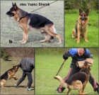 N�meck� ov��k - pejsek na prodej