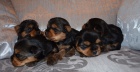Yorkshire Terrier, jork��rsk� teri�r, jork��r - �t���tka s PP