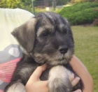 kn�ra� st�edn� pep� a s�l