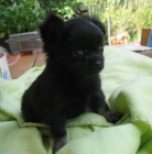 �ivava dlouhosrst� bez PP