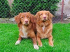 �t��ata Nova Skotia Duck Tolling Retriever