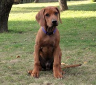 Rhodesk� ridgeback s PP