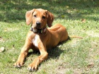 Rhodesk� ridgeback s PP
