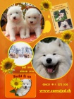 SAMOJED kvalitn� �teniatka