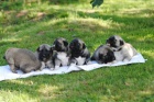 Anatolsk� pasteveck� pes-kangal