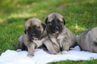 Anatolsk� pasteveck� pes-kangal
