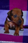 Rhod�sk� Ridgeback - posledn� pejsek a fenka