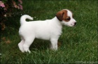 Jack Russell teri�r