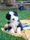 Bearded Collie / k�lie - kr�sn� kluci s PP
