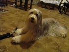 Bearded Collie / k�lie - kr�sn� kluci s PP