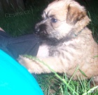 Jemnosrst� p�eni�n� teri�r