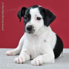 Mexick� nah�� mal�