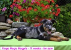 Beauceron �t�n� s PP-harlek�n pejsek ihned k odb�ru