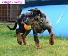 Beauceron �t�n� s PP-harlek�n pejsek ihned k odb�ru