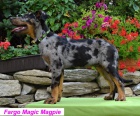 Beauceron �t�n� s PP-harlek�n pejsek ihned k odb�ru
