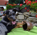 Beauceron �t�n� s PP-harlek�n pejsek ihned k odb�ru